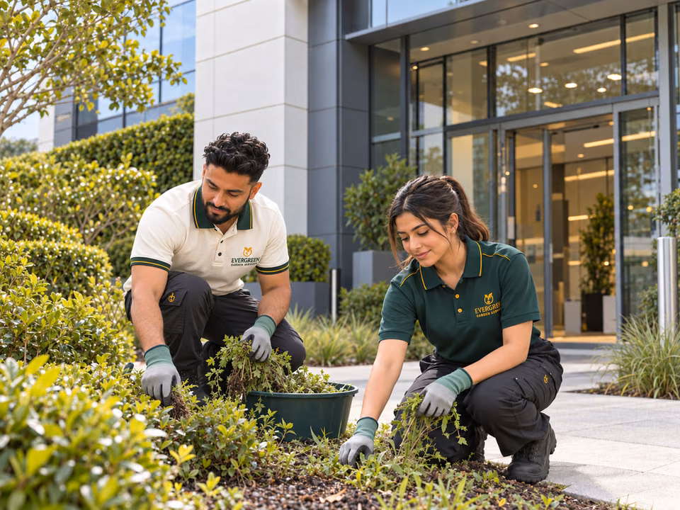 Two gardeners clearing weeds outside a commercial building