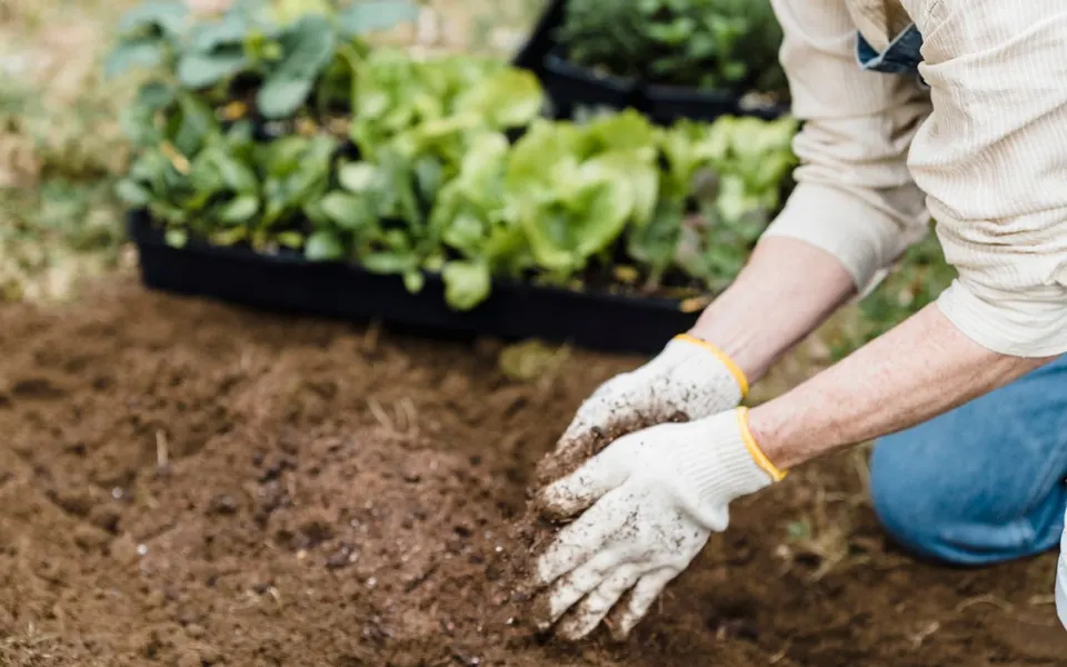 Woman wearing gloves planting seedlings in a garden bed