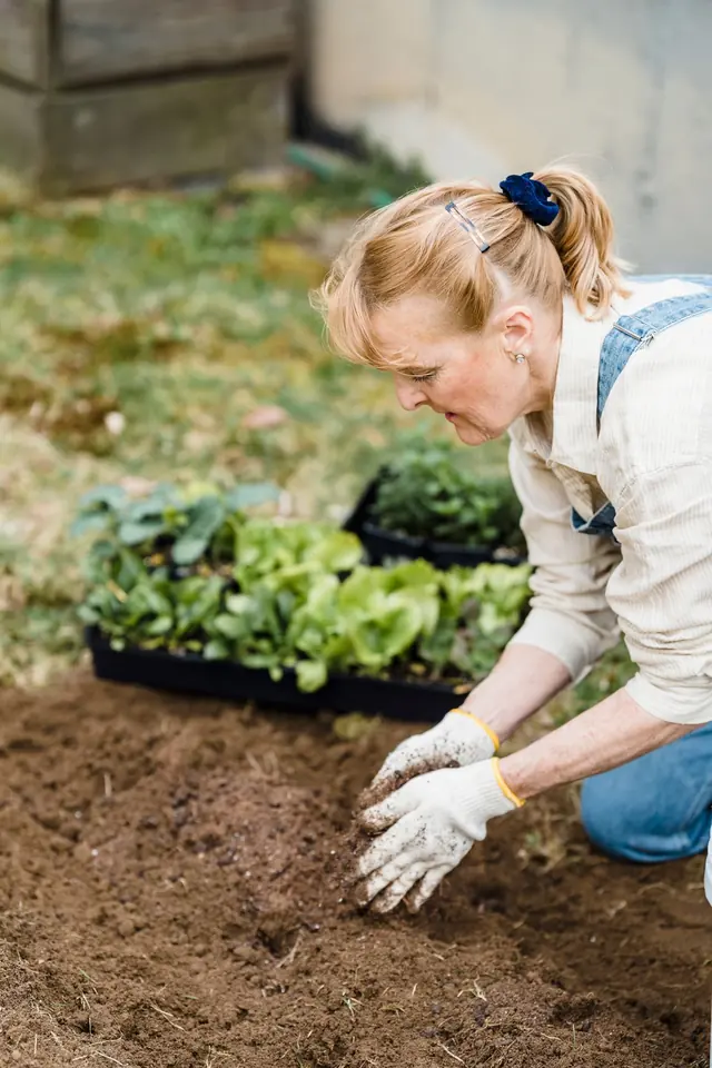 Woman wearing gardening gloves planting seedlings in a garden bed