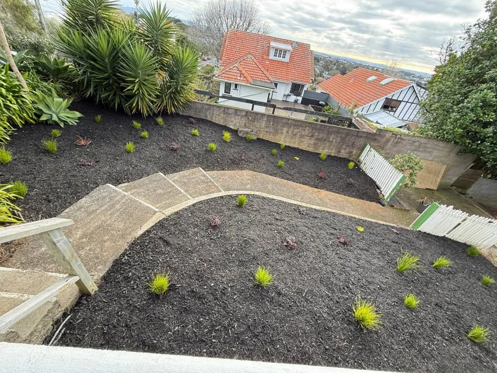 New plants and black mulch beside a curved garden path in Mount Eden, Auckland