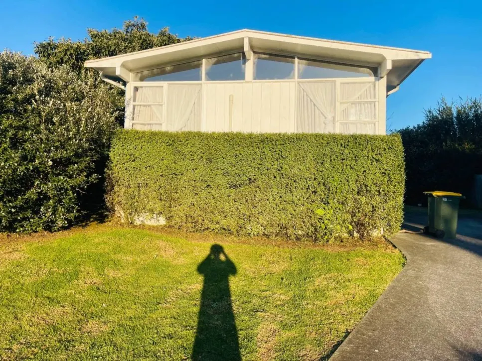 Evenly trimmed boundary hedge beside a front lawn in Mount Roskill, Auckland