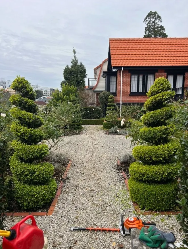 Sculpted hedges lining a gravel garden path on Auckland’s North Shore