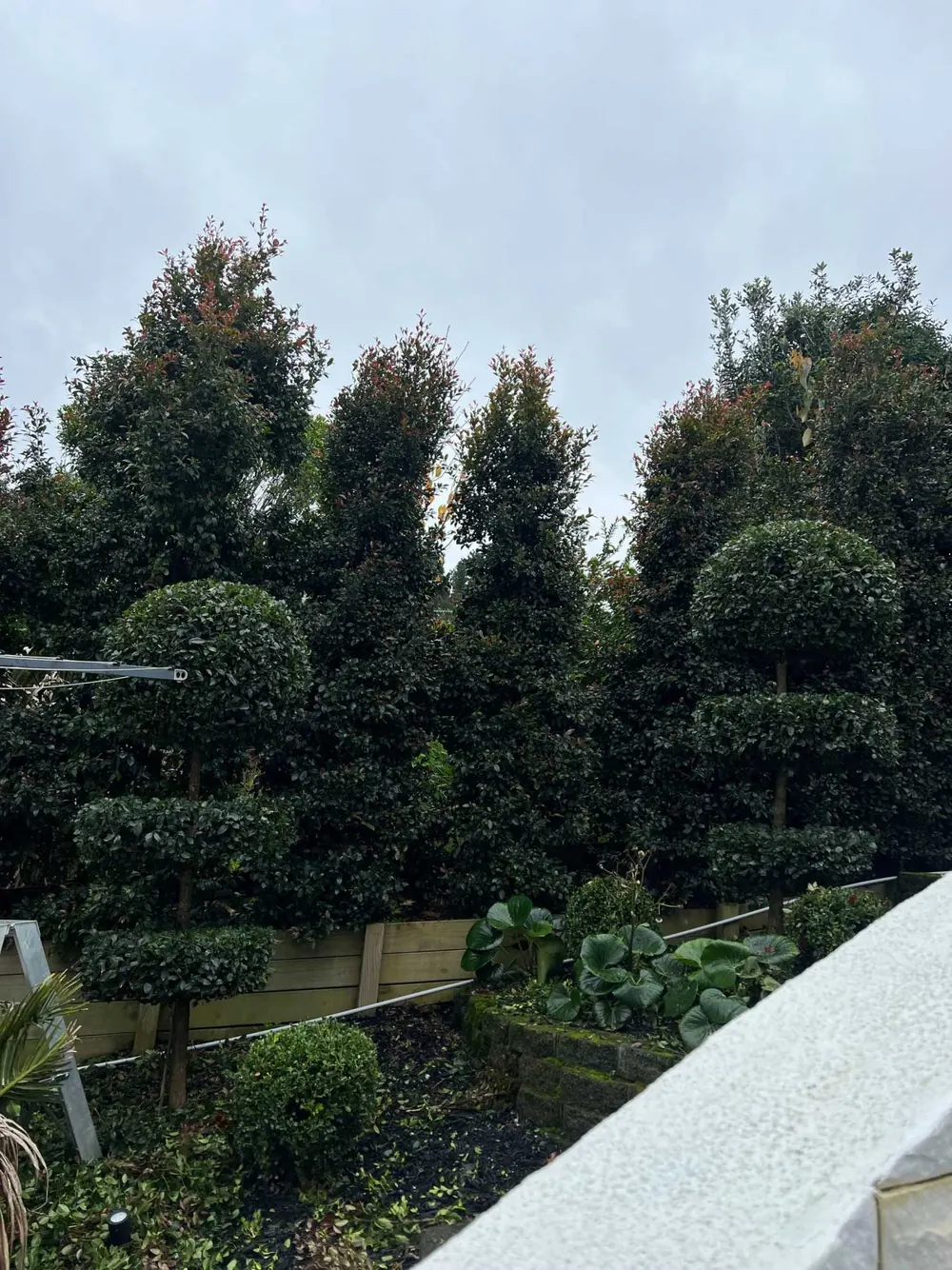 Large sculpted boundary hedges beside a planted garden in St Heliers, Auckland