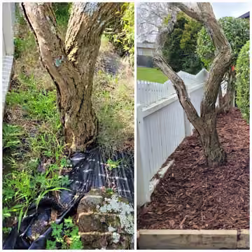 Customer before and after photos of a cleared and mulched tree base