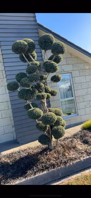 Rounded topiary shrubs beside a driveway and garage