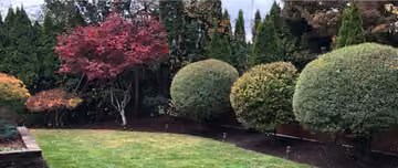 Shaped green shrubs beside colourful garden planting