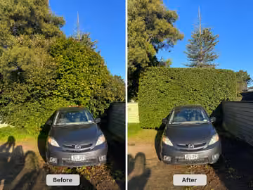Before and after photos of a tall hedge neatly trimmed