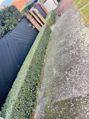 A trimmed hedge beside a garden fence