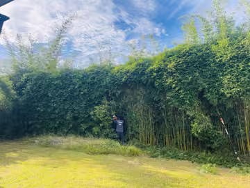 Dense hedge and shrubs along a garden boundary