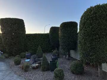 Customer photo of sculpted shrubs in a planted garden