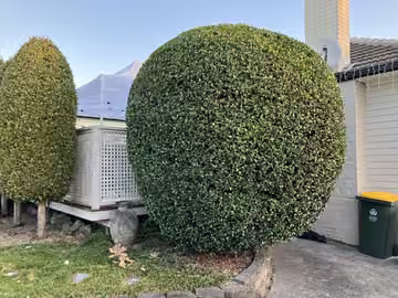 Customer photo of shaped topiary and garden hedges