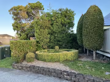 Customer photo of shaped trees and shrubs in a garden