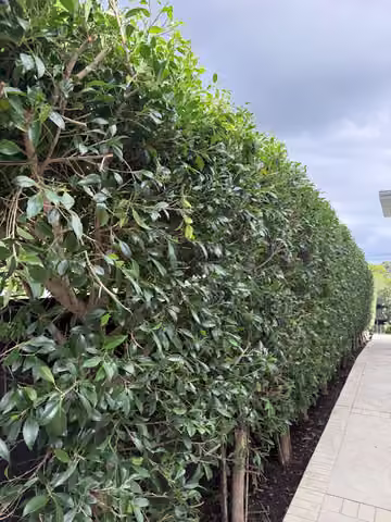 Customer photo of a tall hedge beside a garden path