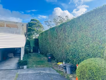 Tall green hedge running beside a residential driveway