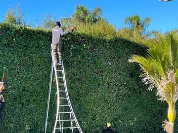 Gardener on a ladder trimming a tall hedge in Henderson