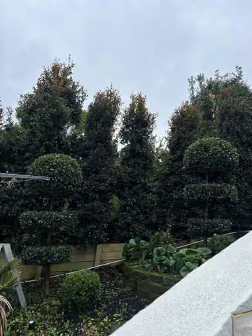 Tall shaped boundary hedges and garden planting in St Heliers