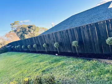 Young staked trees planted along a boundary fence