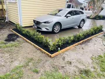 Young hedge plants bordering a residential driveway