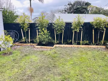 Young trees planted along a dark garden fence