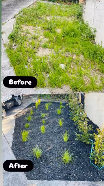 Before and after photos of planting and mulch around a tree