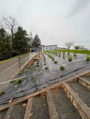 Small plants and mulch on a sloping garden bed