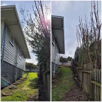 Customer before and after photos of tree pruning beside a house