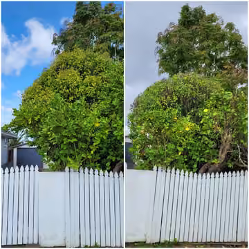 Customer before and after photos of a tree trimmed above a fence