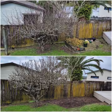 Customer before and after photos of garden tree pruning